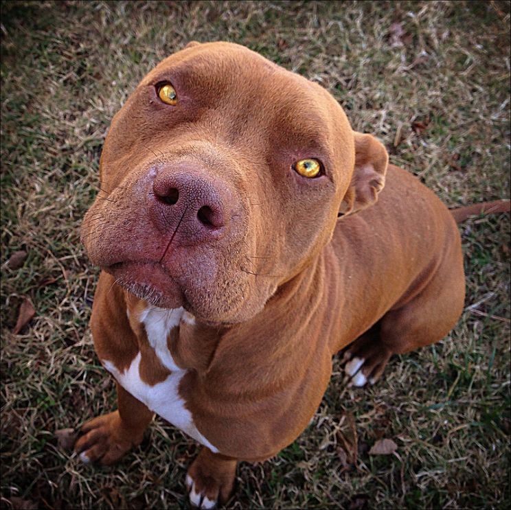 Bear the Dog