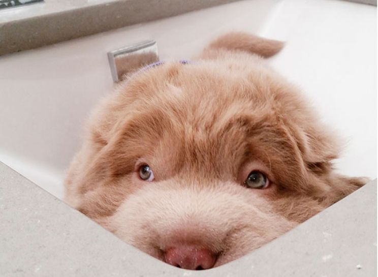 Bear the Dog