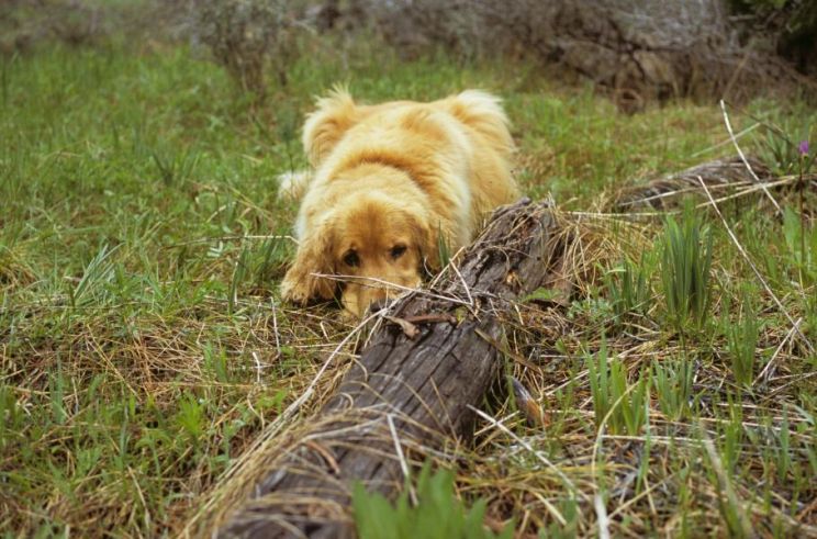 Bear the Dog