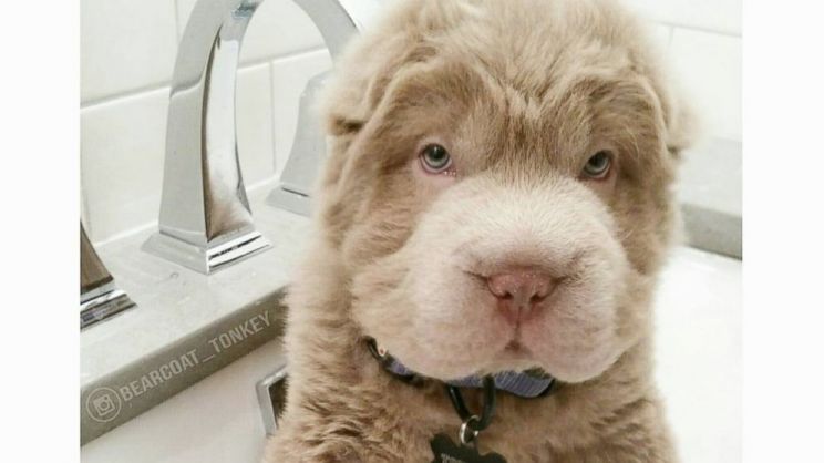Bear the Dog
