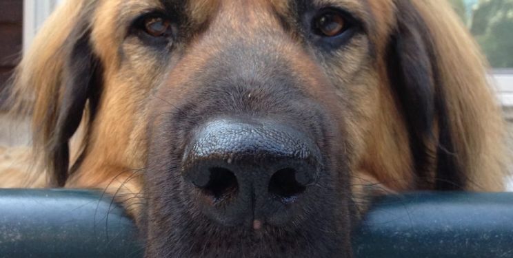 Bear the Dog