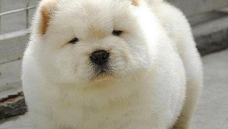 Bear the Dog