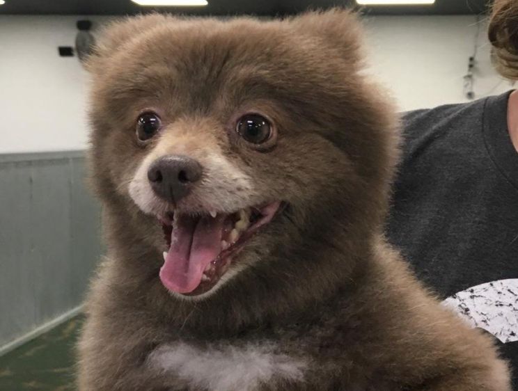 Bear the Dog