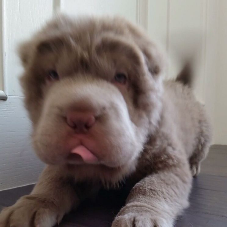 Bear the Dog