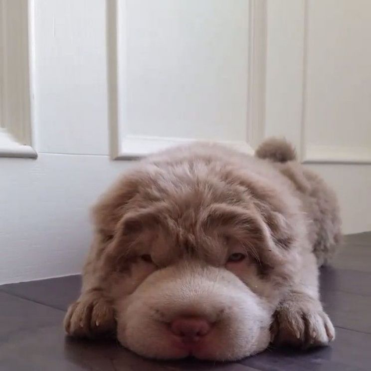 Bear the Dog