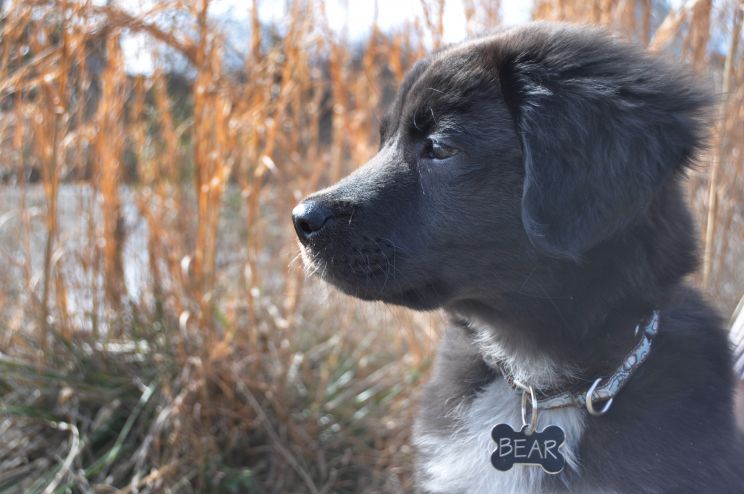 Bear the Dog