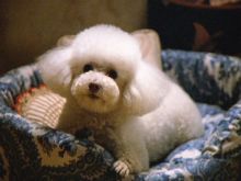 Beasley the Dog