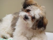 Beasley the Dog