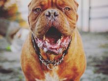Beasley the Dog
