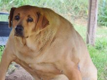 Beasley the Dog