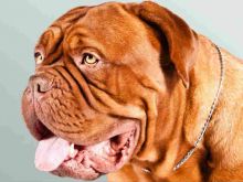 Beasley the Dog