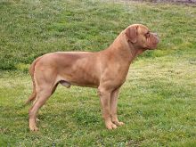 Beasley the Dog