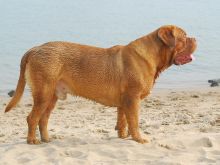 Beasley the Dog