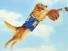 Beasley the Dog