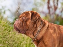 Beasley the Dog