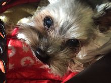 Beasley the Dog