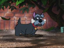 Beasley the Dog
