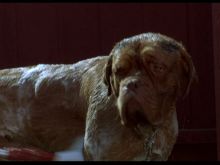 Beasley the Dog