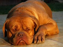 Beasley the Dog