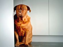 Beasley the Dog