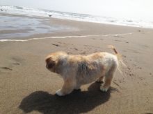 Beasley the Dog