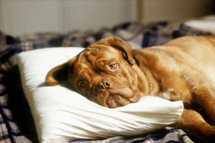 Beasley the Dog