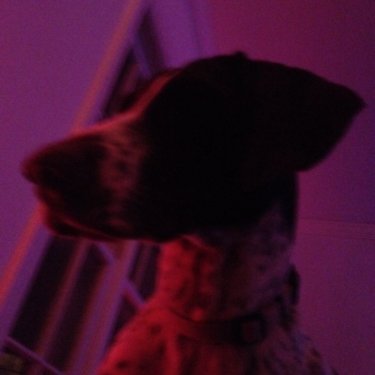 Beasley the Dog