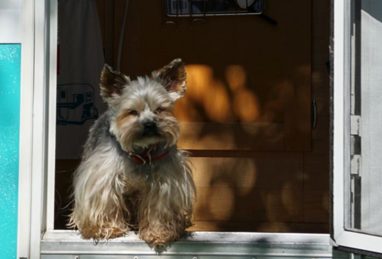 Beasley the Dog