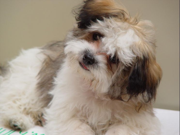 Beasley the Dog
