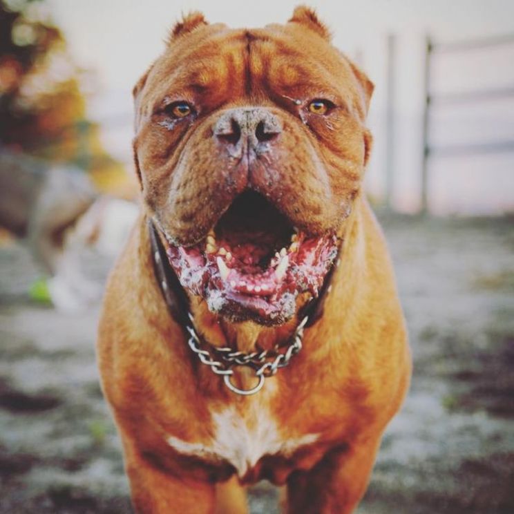 Beasley the Dog
