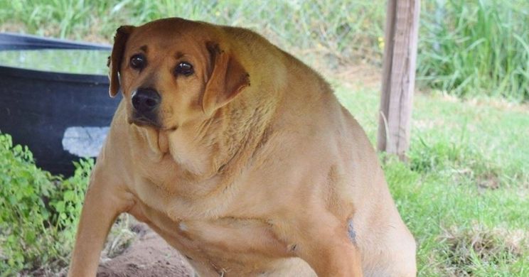 Beasley the Dog
