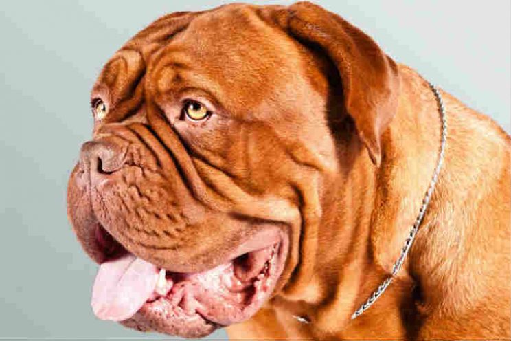 Beasley the Dog