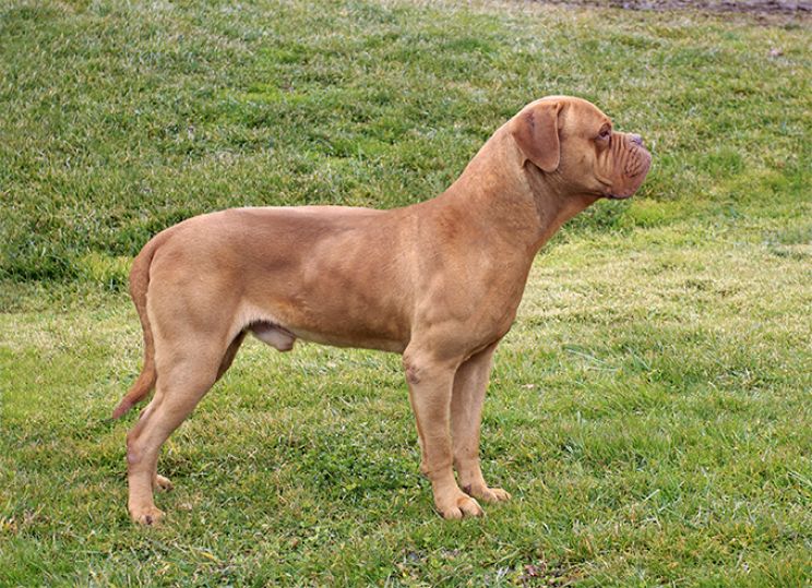 Beasley the Dog
