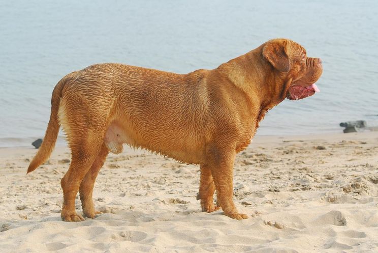 Beasley the Dog