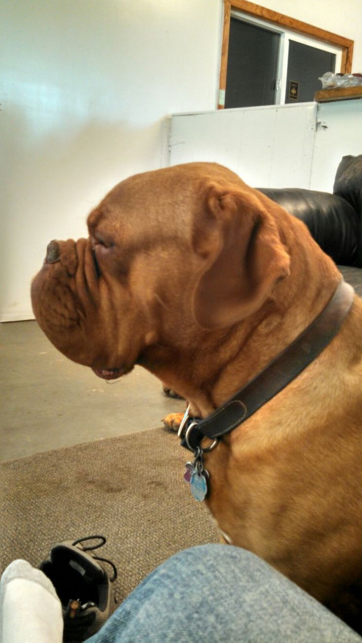 Beasley the Dog