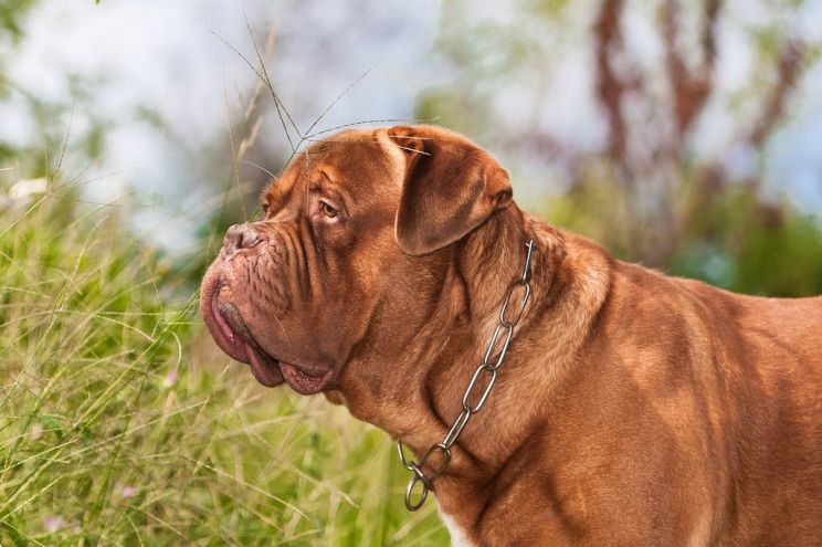 Beasley the Dog