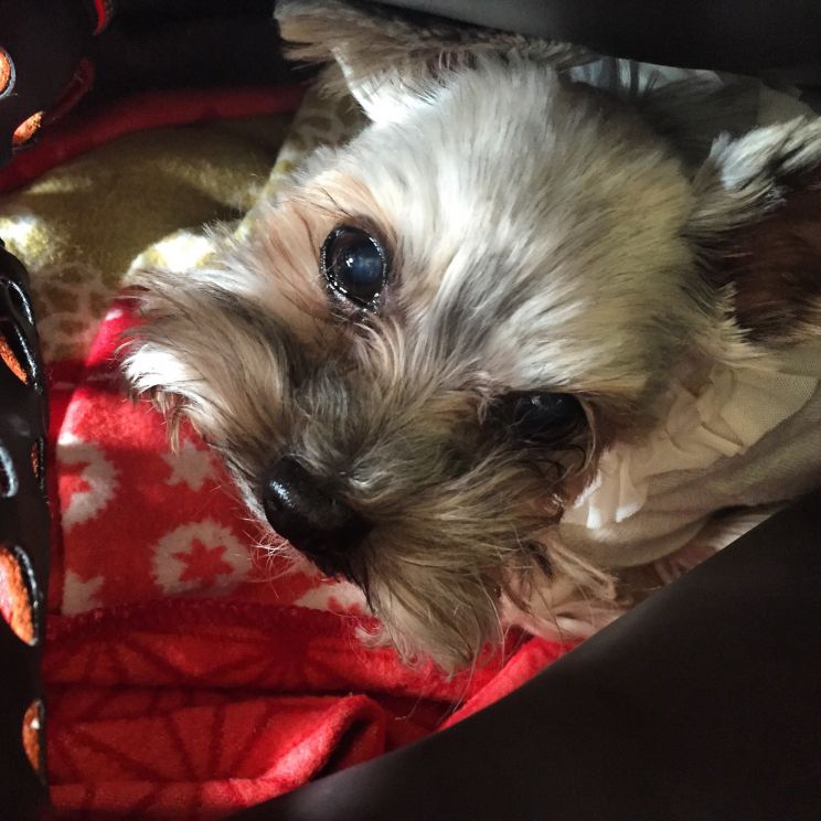 Beasley the Dog