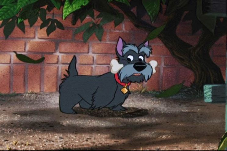 Beasley the Dog