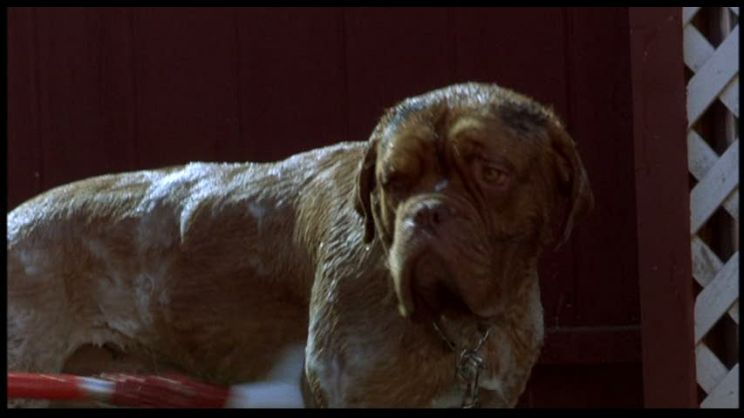Beasley the Dog