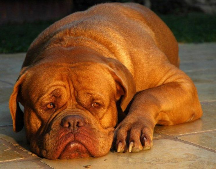 Beasley the Dog