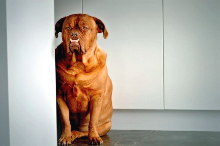Beasley the Dog