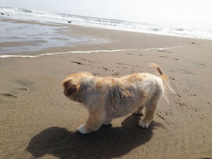 Beasley the Dog