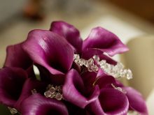 Bella Rose #3091291 picture (Landscape Medium)
