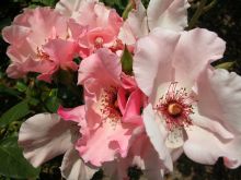 Bess Flowers