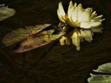 Beth Robert
