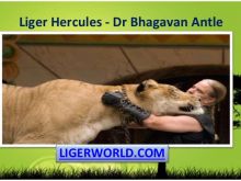 Bhagavan Antle