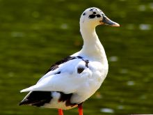 Bill Lake