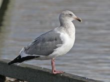 Bill Lake