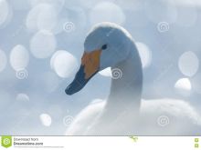 Bill Lake