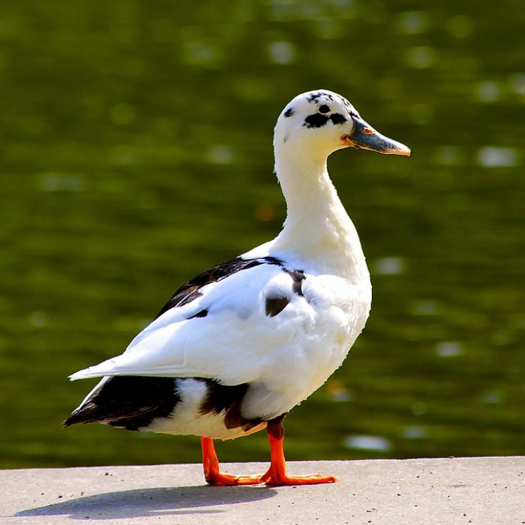 Bill Lake